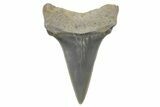 Fossil Mako Tooth - Lee Creek (Aurora), NC #220150-1